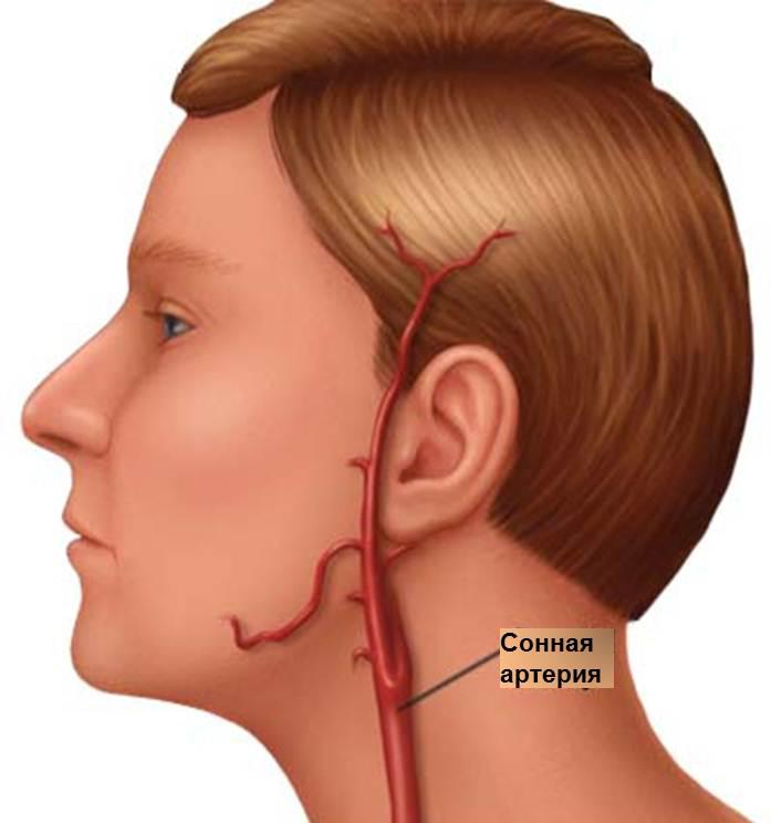 Атеросклероз сонных артерий что. %D0%B7%D0%B0%D0%B1%D0%BE%D0%BB%D0%B5%D0%B2%D0%B0%D0%BD%D0%B8%D0%B5 %D1%81%D0%BE%D0%BD%D0%BD%D0%BE%D0%B9 %D0%B0%D1%80%D1%82%D0%B5%D1%80%D0%B8%D0%B8. Атеросклероз сонных артерий что фото. Атеросклероз сонных артерий что-%D0%B7%D0%B0%D0%B1%D0%BE%D0%BB%D0%B5%D0%B2%D0%B0%D0%BD%D0%B8%D0%B5 %D1%81%D0%BE%D0%BD%D0%BD%D0%BE%D0%B9 %D0%B0%D1%80%D1%82%D0%B5%D1%80%D0%B8%D0%B8. картинка Атеросклероз сонных артерий что. картинка %D0%B7%D0%B0%D0%B1%D0%BE%D0%BB%D0%B5%D0%B2%D0%B0%D0%BD%D0%B8%D0%B5 %D1%81%D0%BE%D0%BD%D0%BD%D0%BE%D0%B9 %D0%B0%D1%80%D1%82%D0%B5%D1%80%D0%B8%D0%B8.